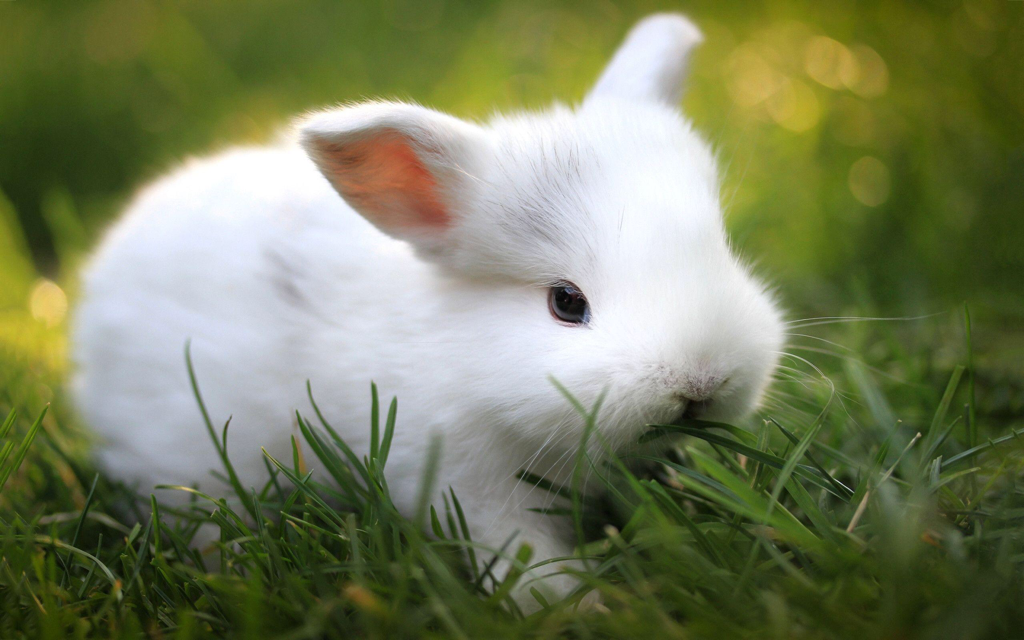Tobar 5038728019634 ANIMIGOS Bouncing Bunny, White