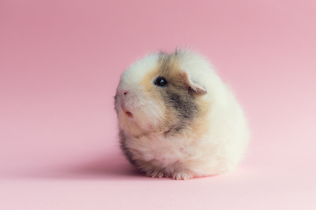 Is Guinea Pig The Right Pet For Me?
