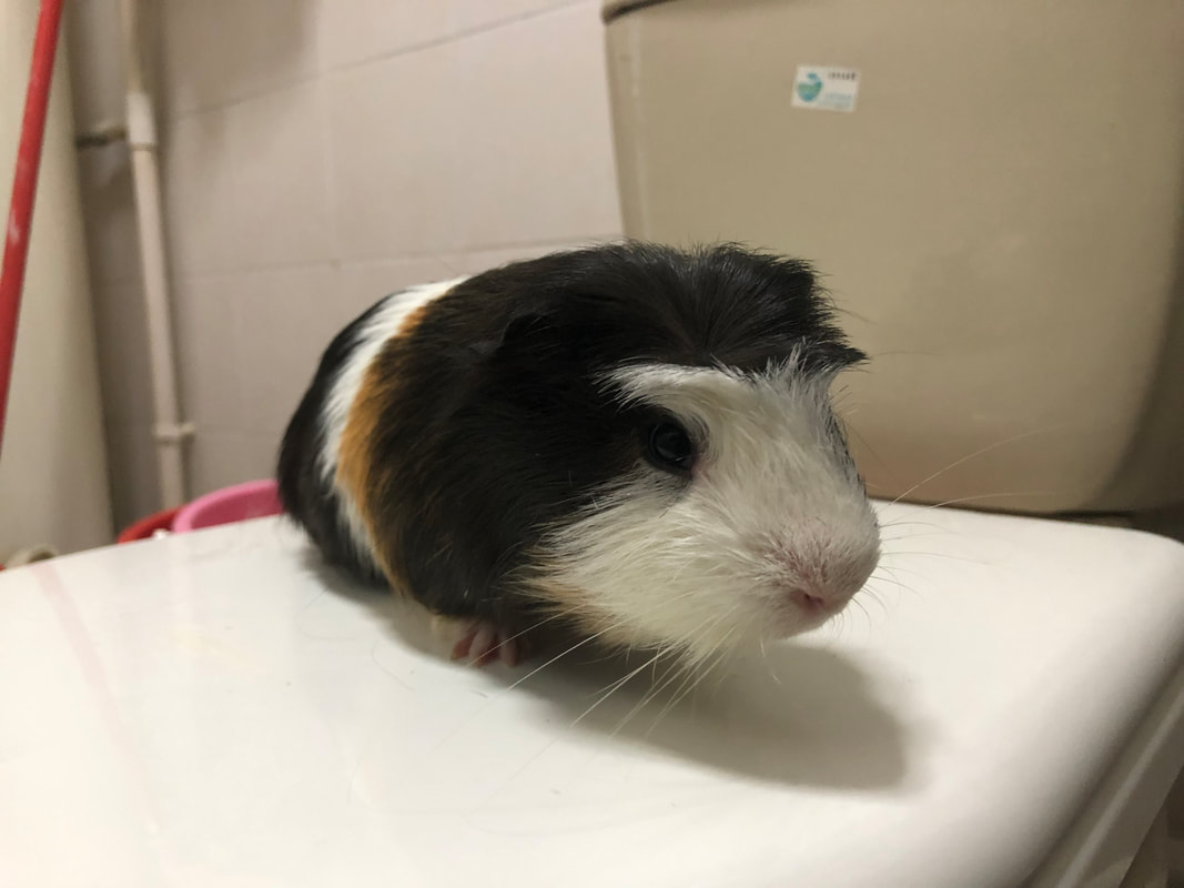 Mobile Guinea Pig Nail Trimming in Colorado Springs - wide 7