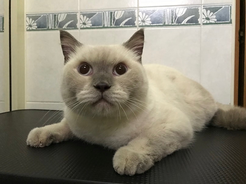 We provide mobile basic and full cat grooming services to customers home. This is chesford british shorthair cat.