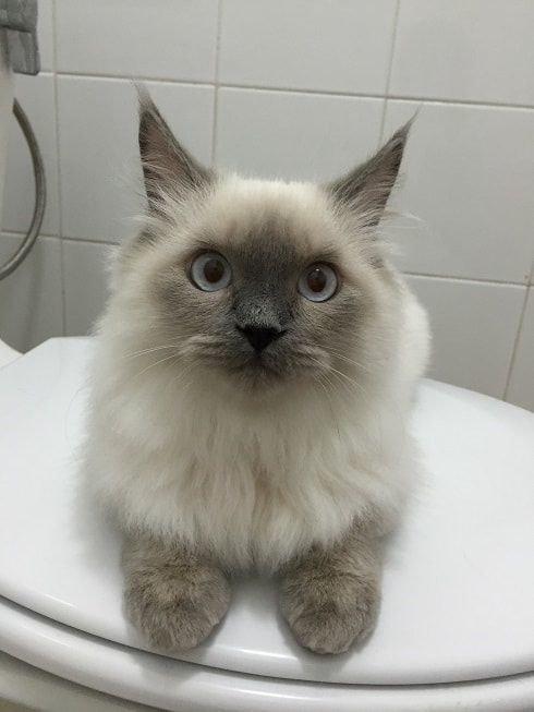 Chloe the lovely ragdoll kitten, good to start grooming early and they will enjoy it when mature.