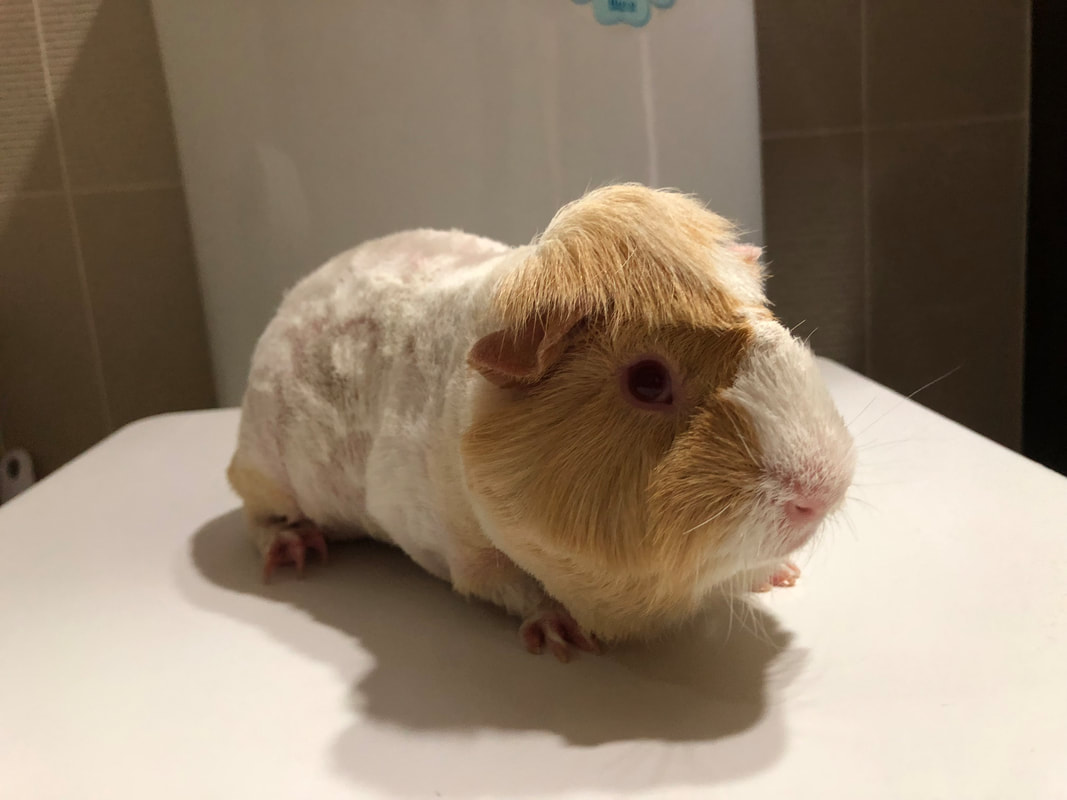 Mobile Guinea Pig Nail Trimming in Colorado Springs - wide 4
