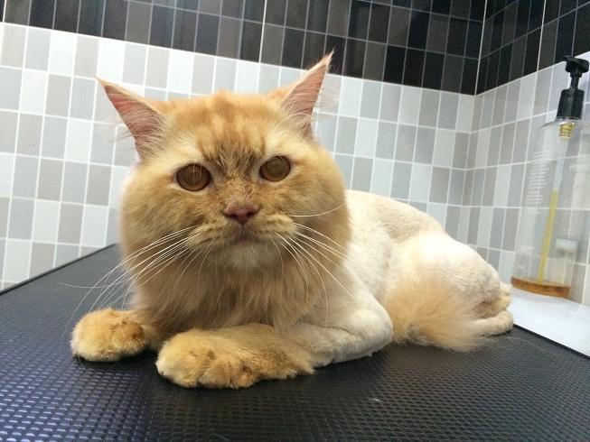 Lion cut with a cool mane. 